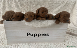 Cavapoo dogs for sale:  GORGEOUS EXTENSIVELY HEALTH TESTED TOY CAVAPOOS - Image 22