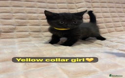 British Shorthair cats for sale: 7 stunning British shorthair cross kittens🩷🩵 - Image 17