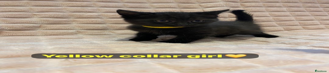 Yellow collar-Girl