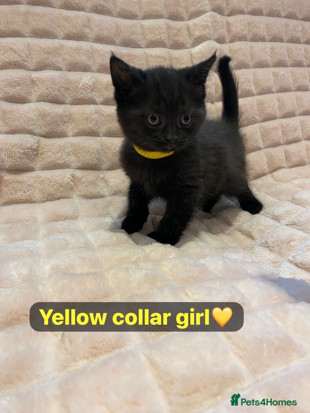 British Shorthair cats for sale: 7 stunning British shorthair cross kittens🩷🩵 - Image 17