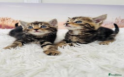Mixed Breed cats for sale: kittens ready to go - Image 3