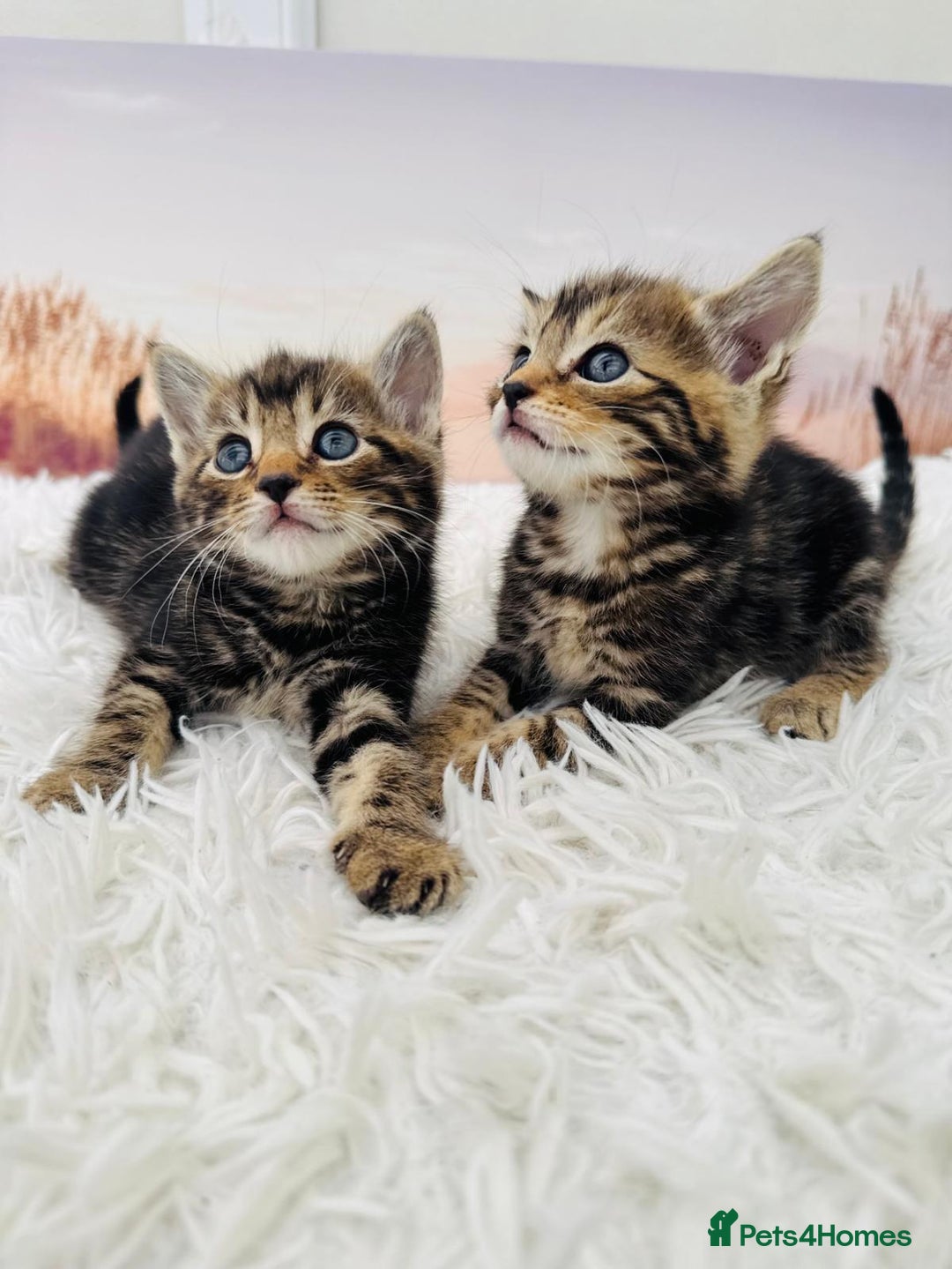 Mixed Breed cats for sale: kittens ready to go - Image 3