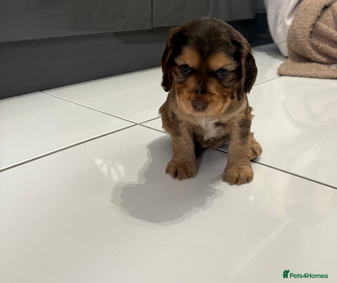 Cocker Spaniel dogs for sale: Show cocker spaniel puppies /ready to leave  - Image 9