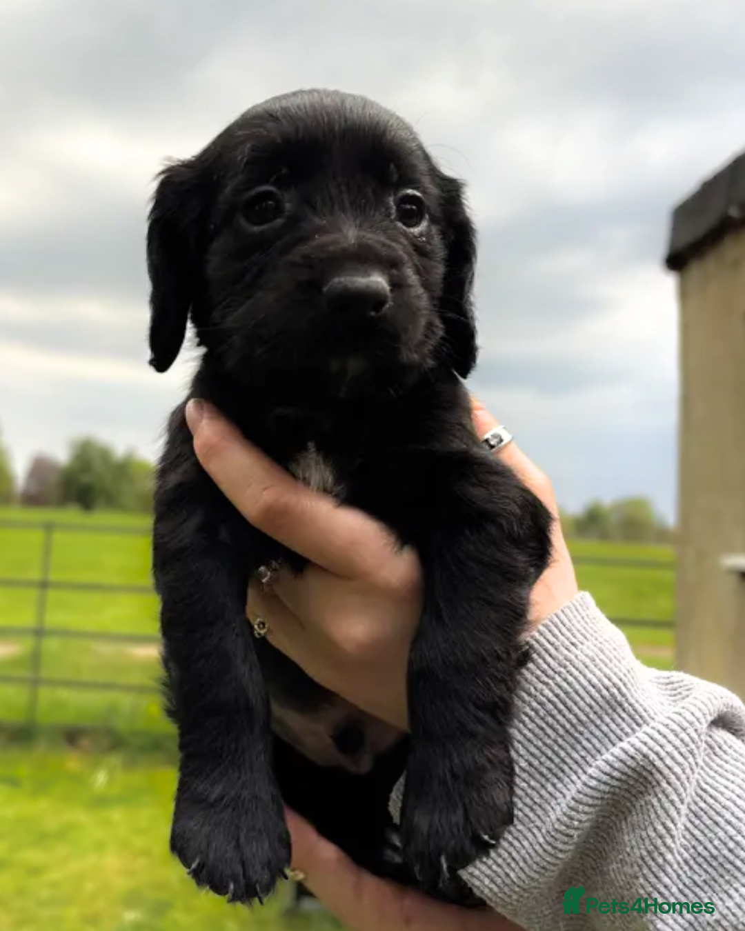 Cocker Spaniel dogs for sale: Beautiful KC Working Cockers looking for homes - Advert 7