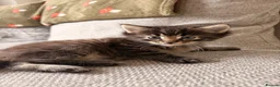 Maine Coon cats for sale: Maine coon x BSH Fluffy boys - Advert 11