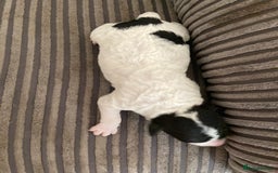 Jackapoo dogs for sale: @@GORGEOUS JACKAPOO PUPPIES@@ - Image 20