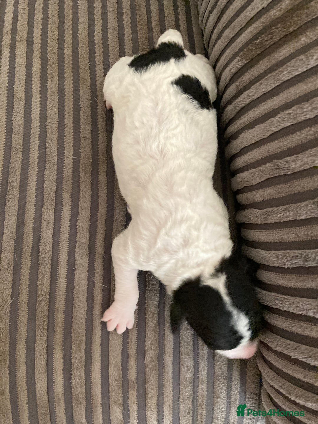 Jackapoo dogs for sale: @@GORGEOUS JACKAPOO PUPPIES@@ - Image 20