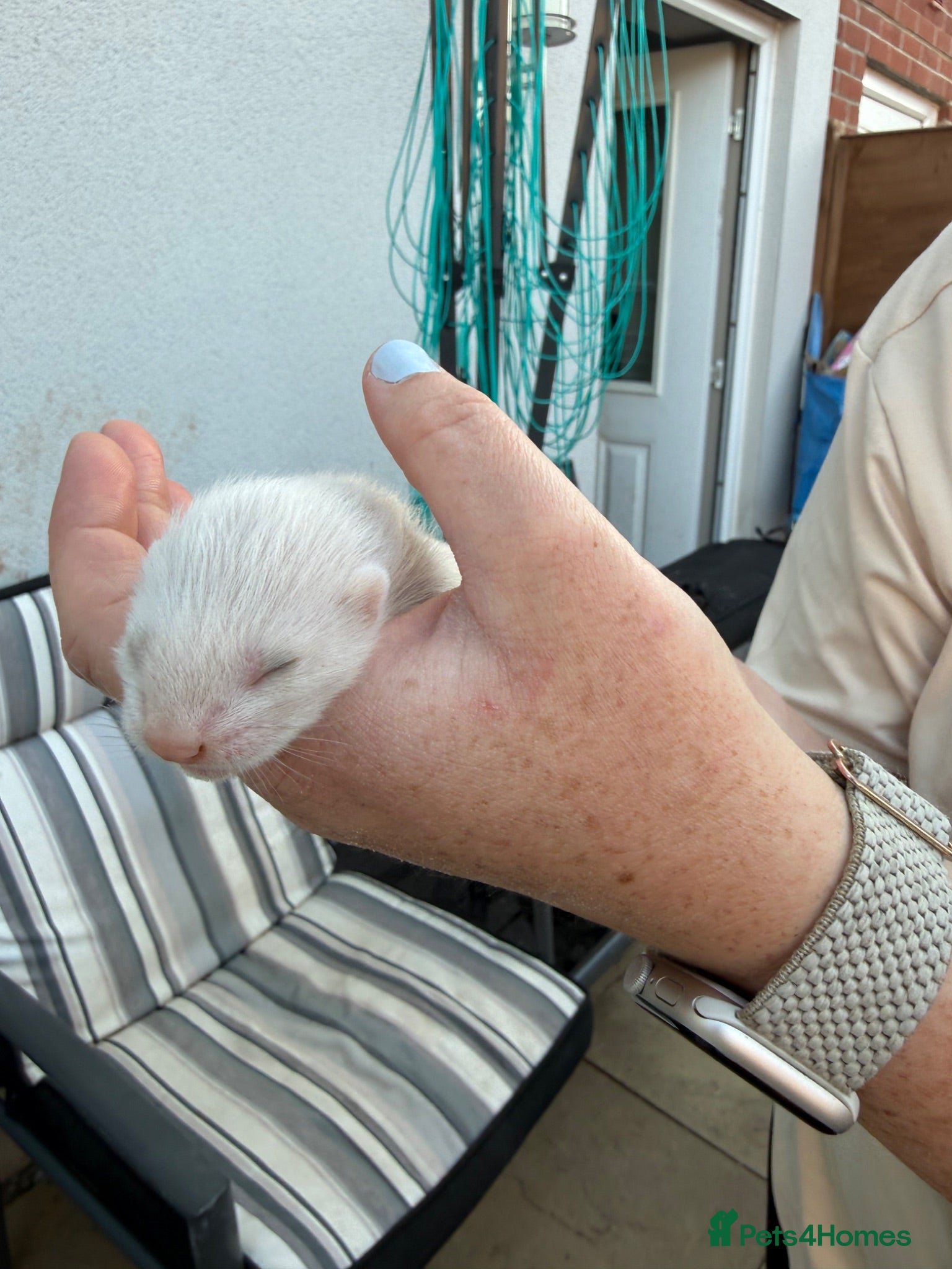 Ferret rodents Micro Ferrets  - Advert 2