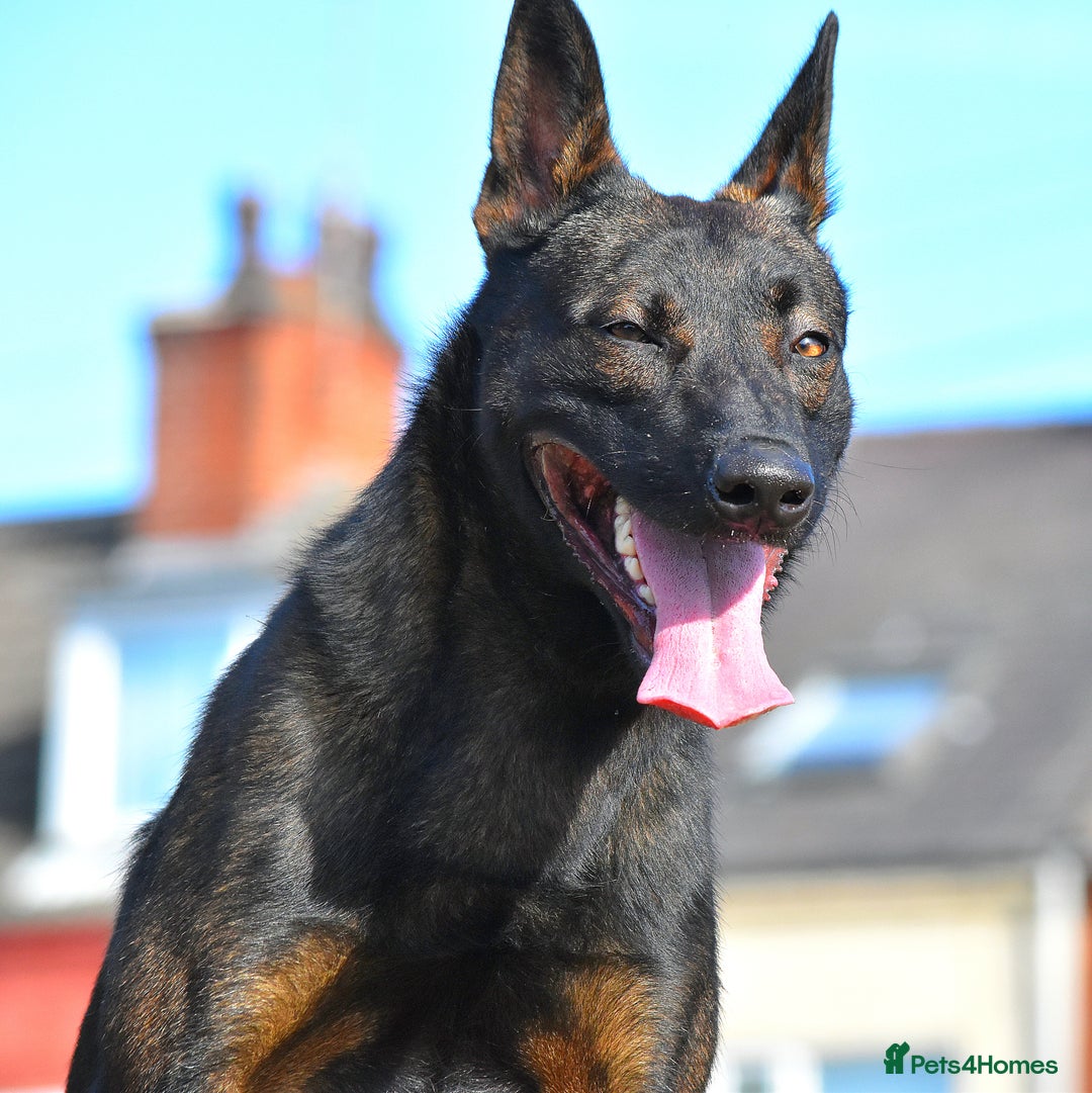 Mixed Breed dogs for sale: Bullherders top working lines  - Advert 8