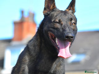 Mixed Breed dogs Bullherders top working lines - Advert 1