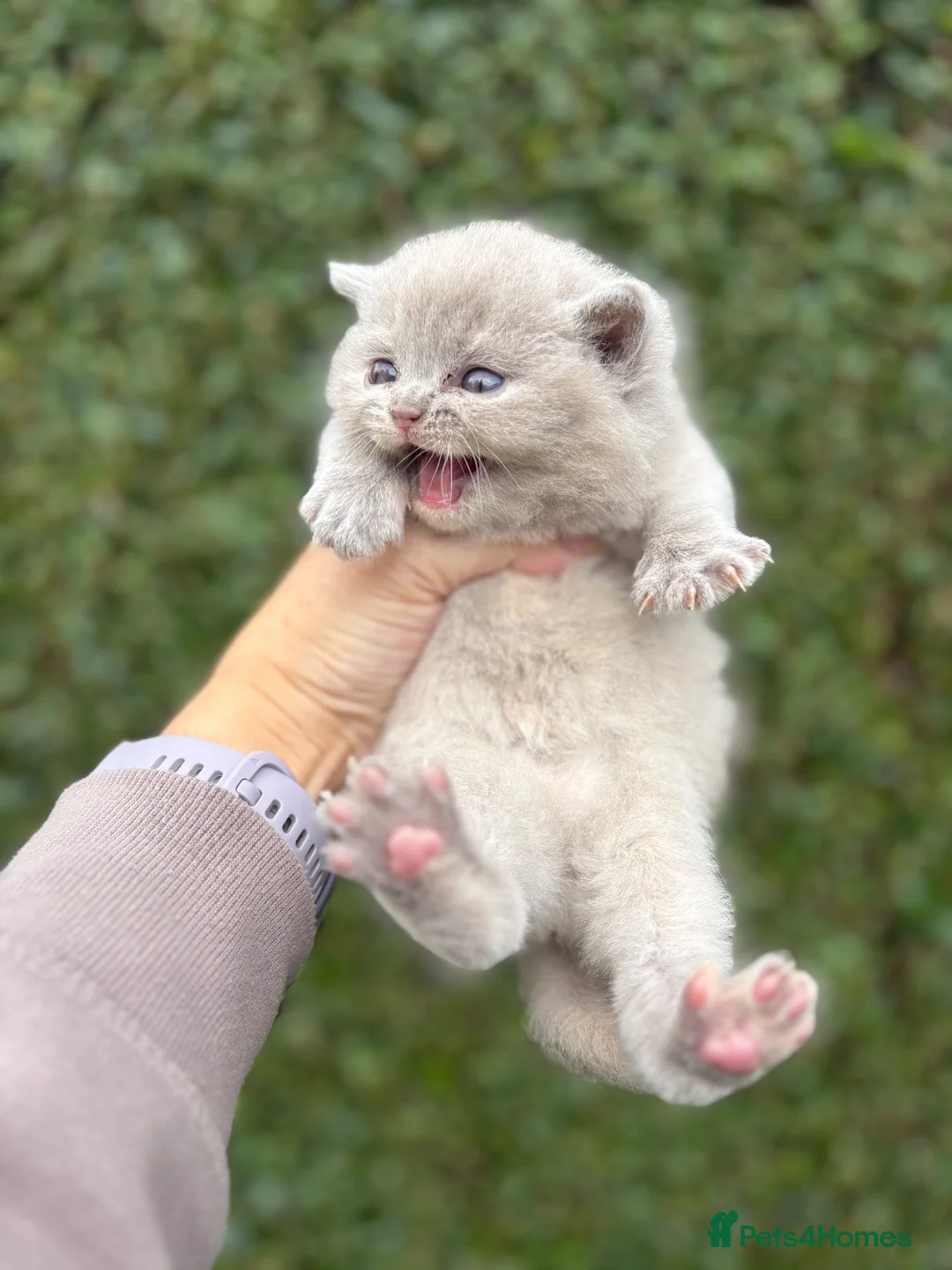 British Shorthair cats for sale: British Shorthair Kittens - Advert 39
