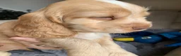 Cocker Spaniel dogs for sale: KC Show Type Cocker Spaniels - Advert 14