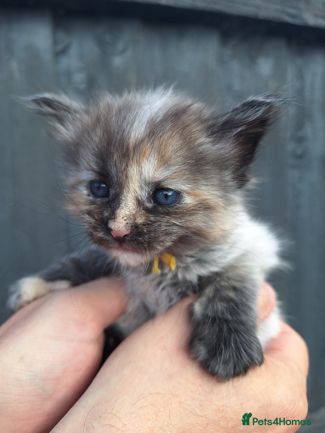 Maine Coon cats for sale: Mainecoon kittens BlackSilver smoke poly non poly - Image 8