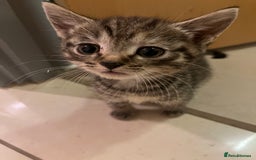 Mixed Breed cats for sale: Adorable mixed breed kittens  - Advert 29