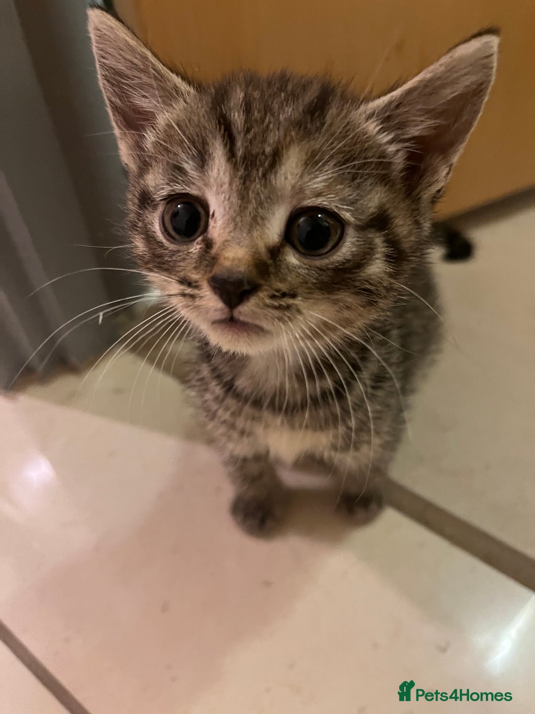 Mixed Breed cats for sale: Adorable mixed breed kittens  - Advert 29