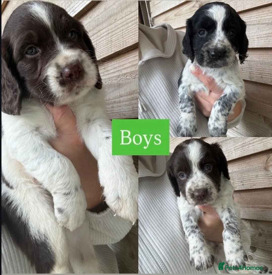Mixed Breed dogs for sale: Sproodle puppies for sale  - Advert 2