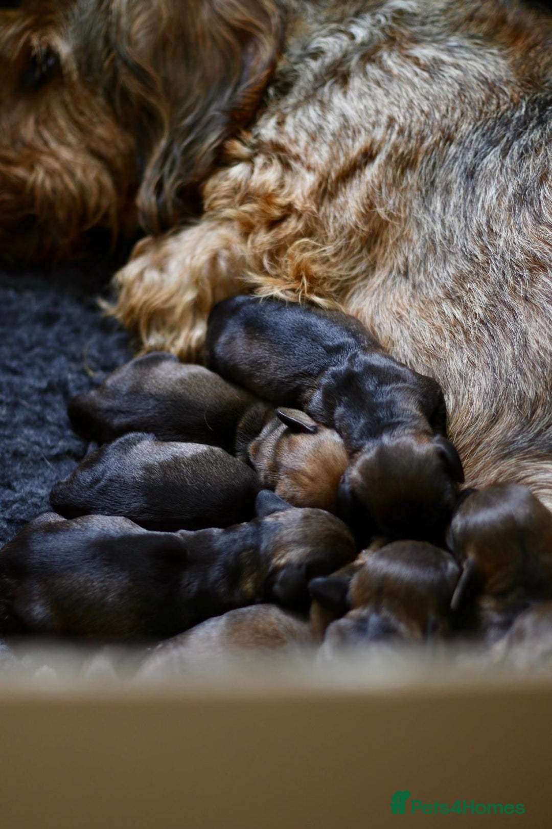 Dachshund dogs for sale: KC Registered Wirehaired Teckel Standard Dacshund  - Image 8
