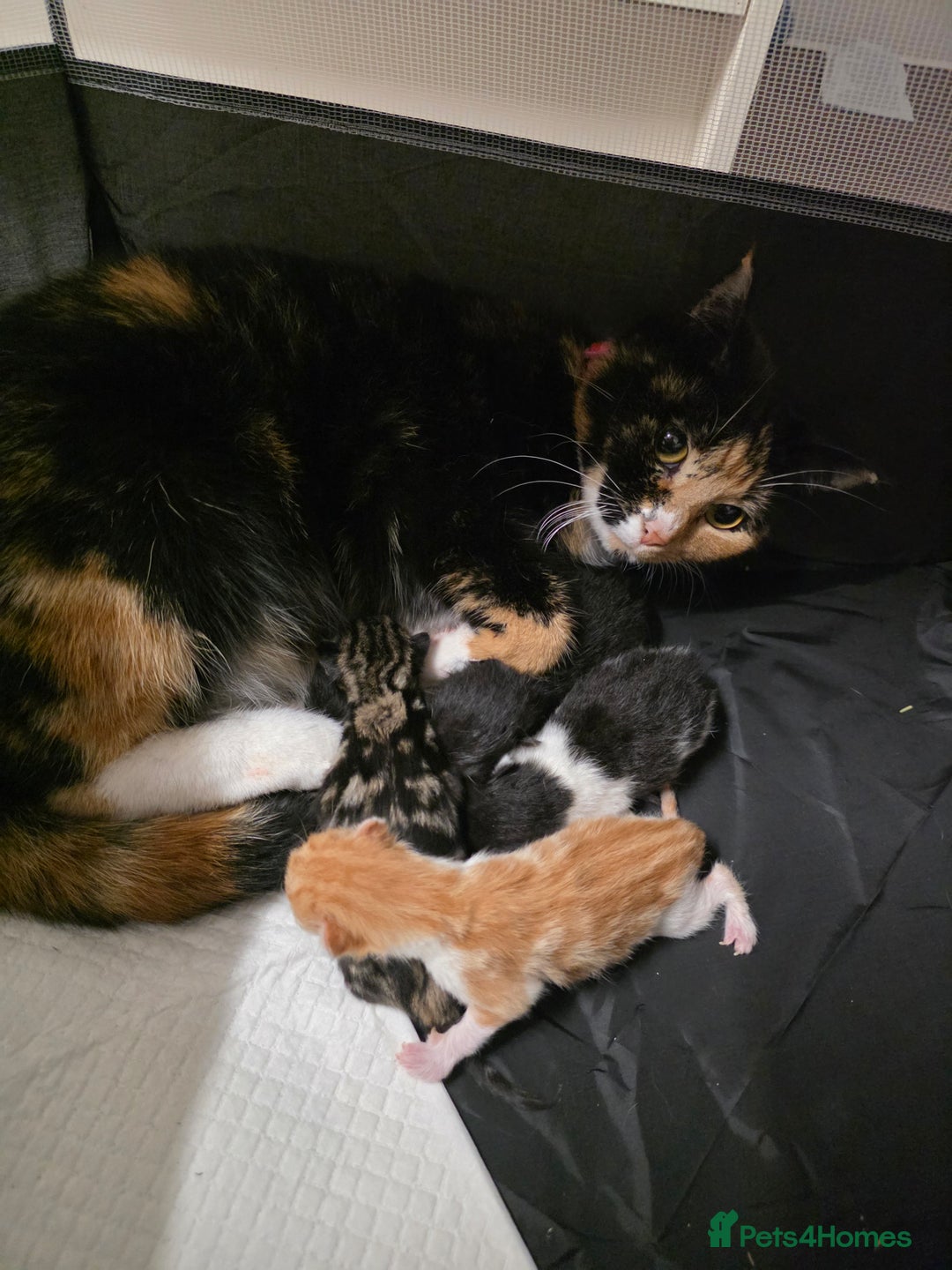 Domestic Shorthair cats for sale: Kittens for sale. - Advert 2