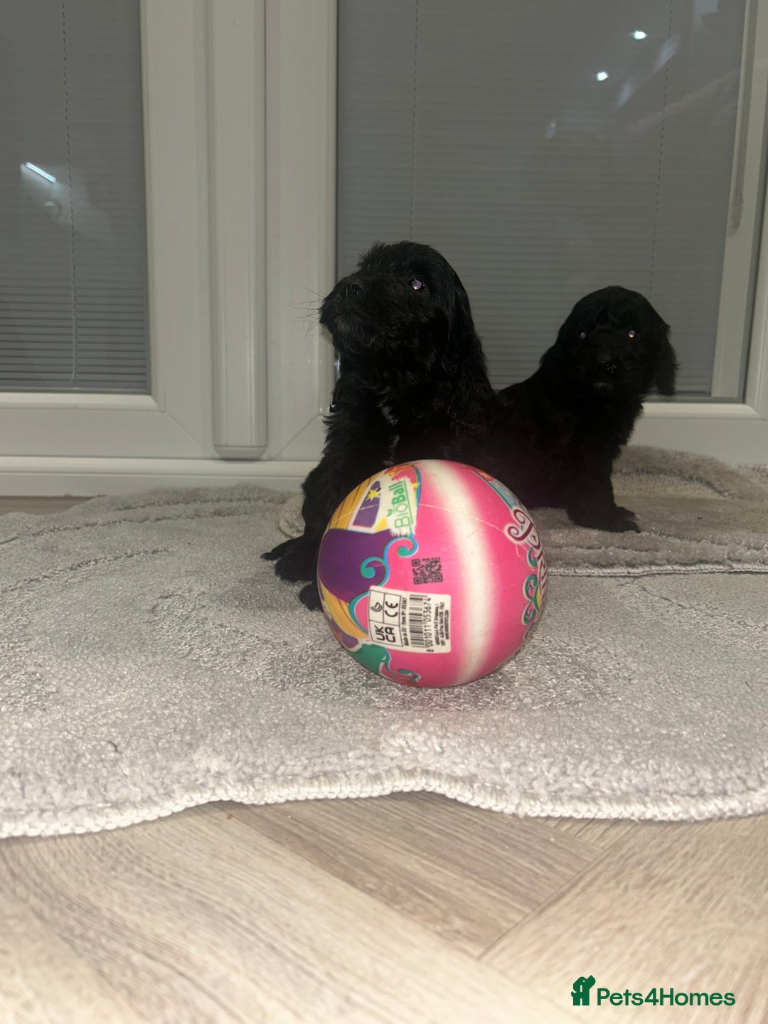 Cockapoo dogs for sale: F1 cockapoo puppies  - Advert 3