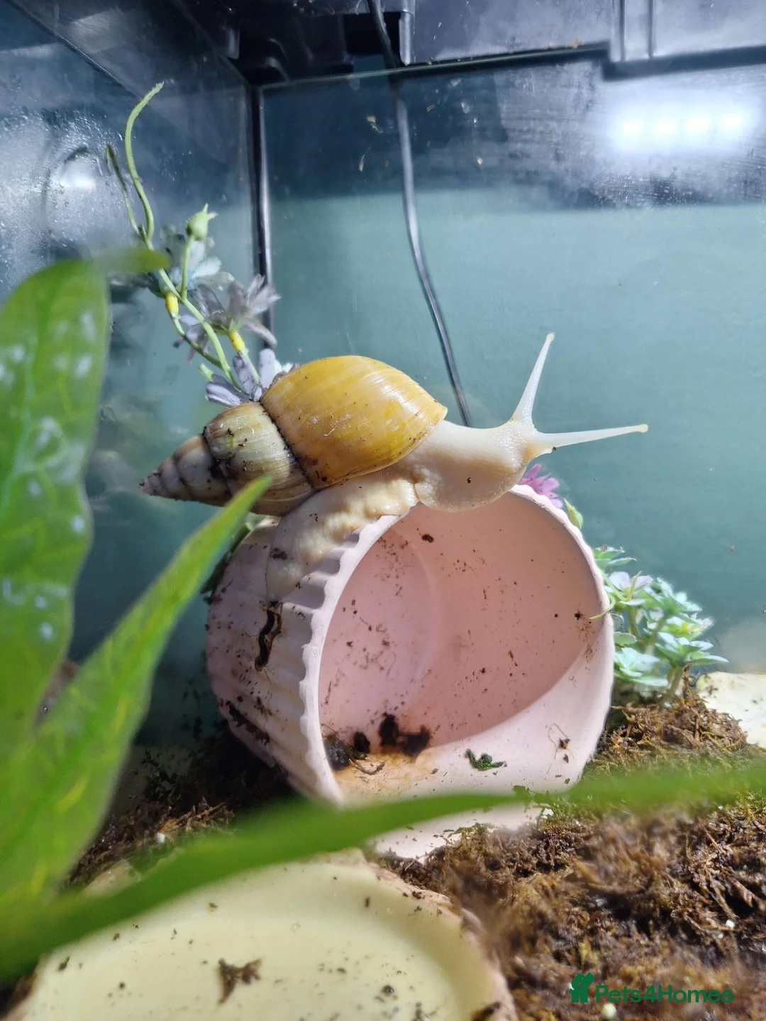 Snails invertebrates for sale: Giant African land snails in Cumnock - Advert 1