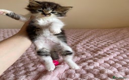 Maine Coon cats for sale: Maine Coon Cross Kittens  - Image 11