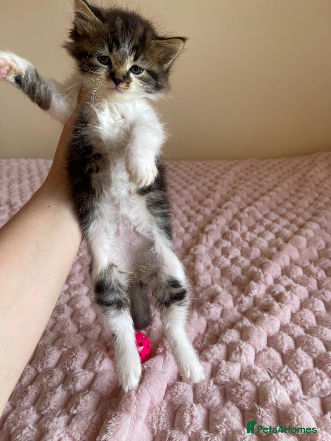 Maine Coon cats for sale: Maine Coon Cross Kittens  - Image 11
