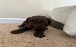 Cockapoo dogs for sale: 8 beautiful cockapoo puppies  - Image 15