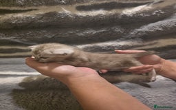 Bengal cats for sale: Rare Bengal babies - Image 21