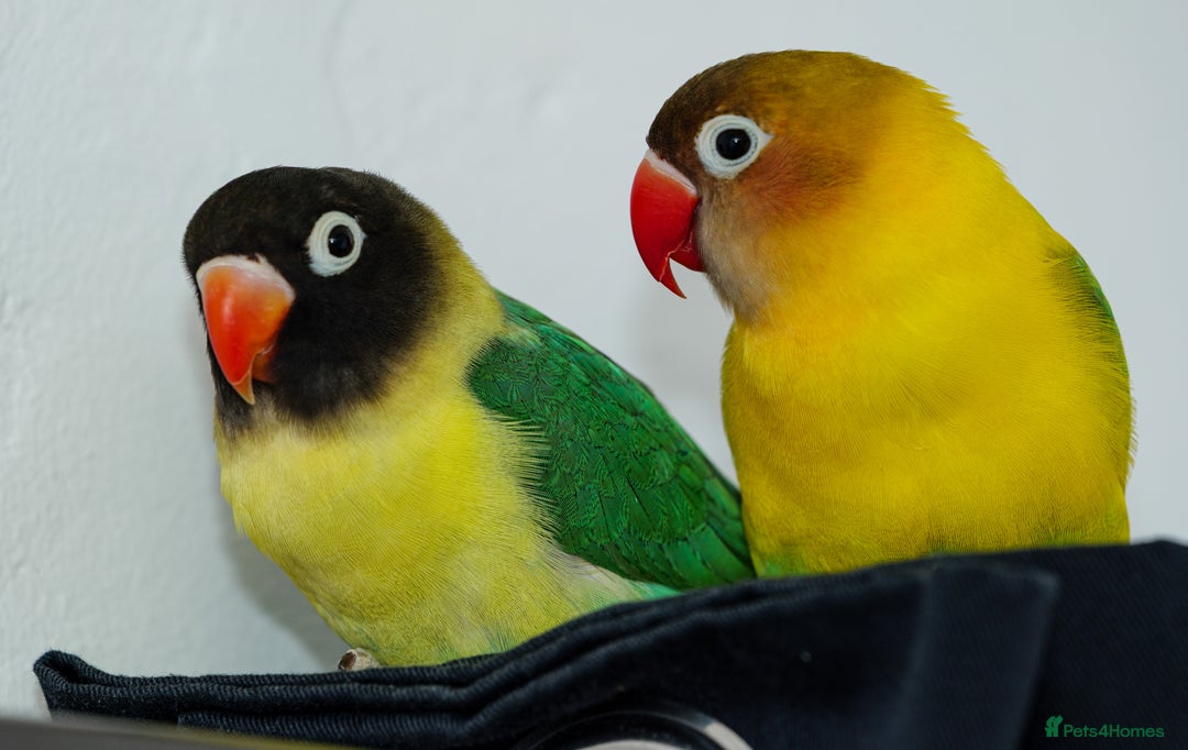 Lovebirds birds for sale: Two Male Lovebirds– Free to a Good Home + Cage - Advert 2