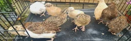 Quail poultry for sale: Jumbo Coturnix Quails and Fertile eggs for sale - Advert 4
