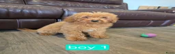 Cavapoo dogs for sale: Adorable F1B Cavapoo puppies for sale  - Advert 14
