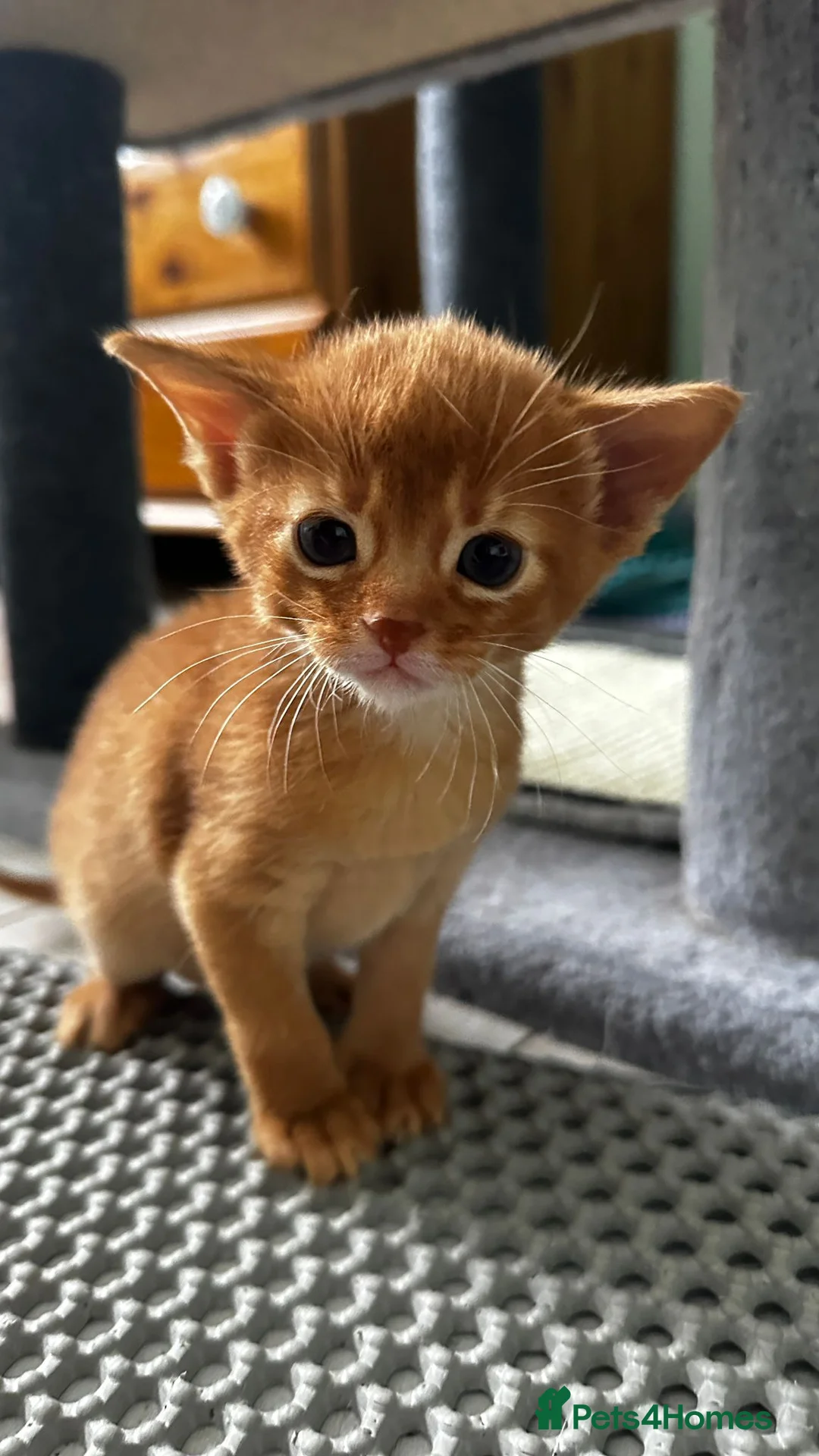 Abyssinian cats for sale: Abyssinian kittens  - Advert 2