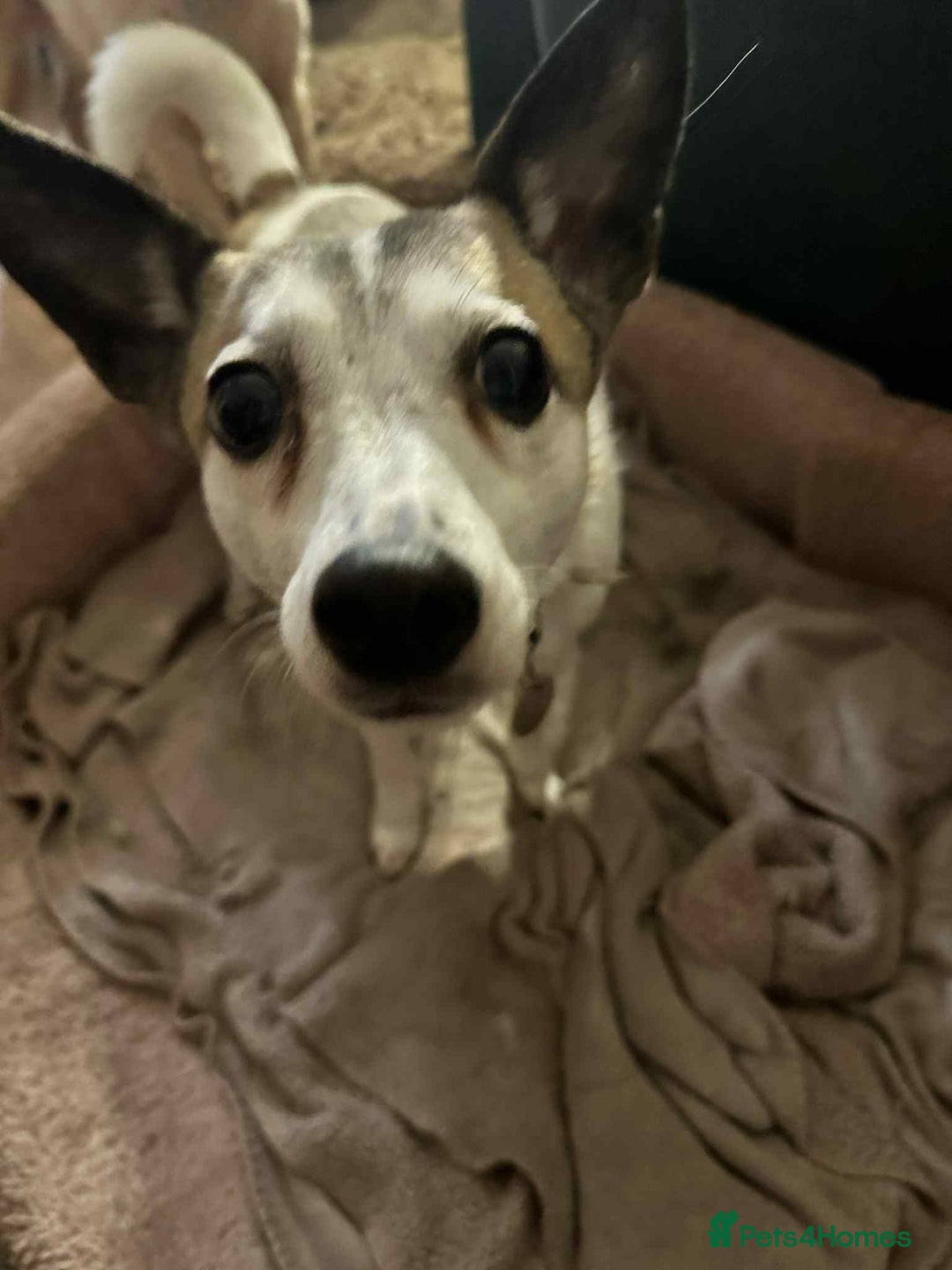 Mixed Breed dogs for adoption: Tia - Taverham Norfolk  - Advert 17