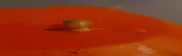 Snails invertebrates for sale: Giant African Land Snail Baby - Advert 2