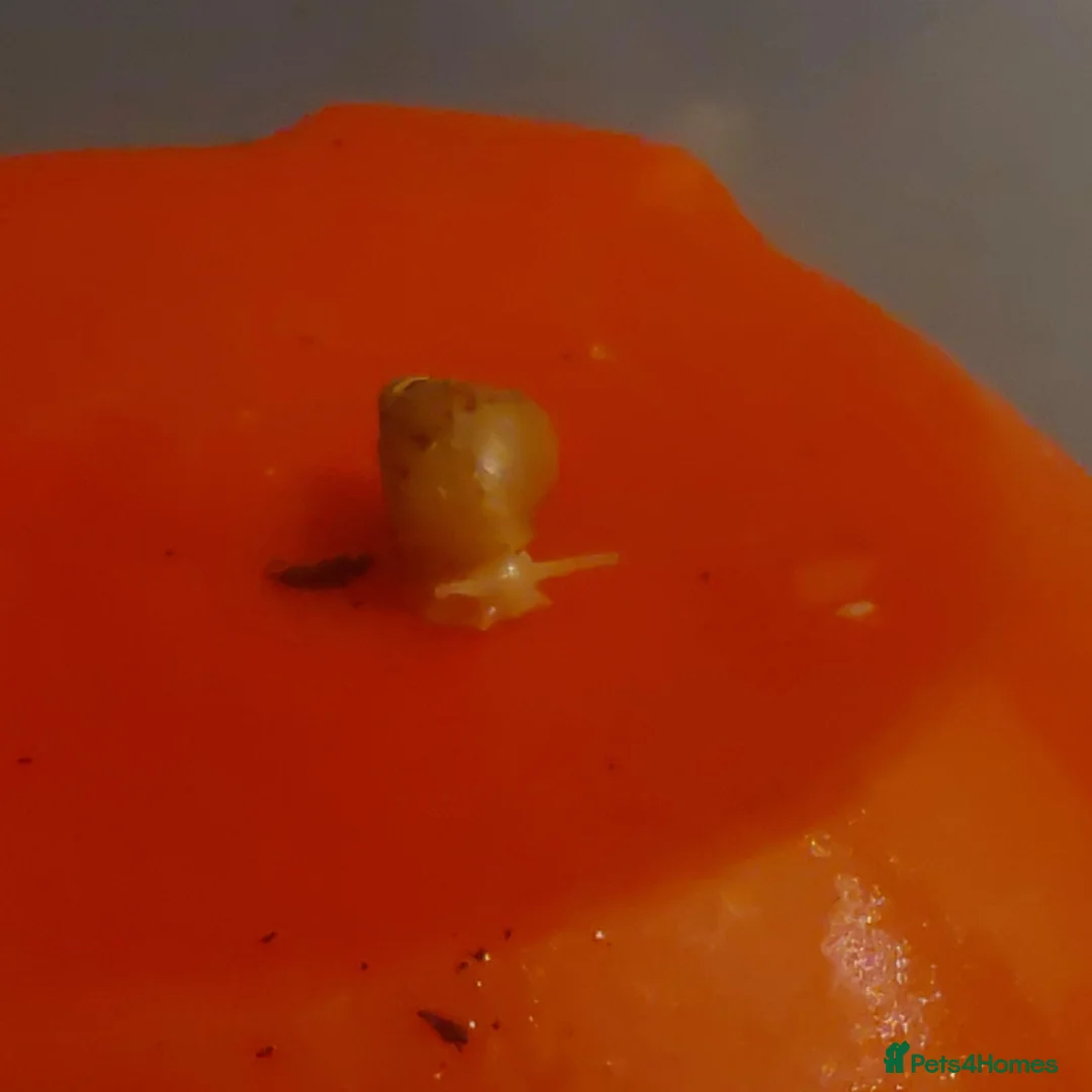 Snails invertebrates for sale: Giant African Land Snail Baby - Advert 2