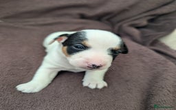 Jack Russell dogs for sale: Delightful Jack Russell Puppies  - Image 17