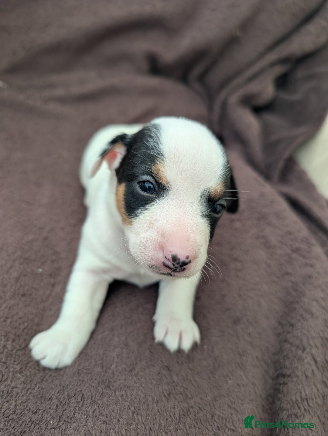 Jack Russell dogs for sale: Delightful Jack Russell Puppies  - Image 17