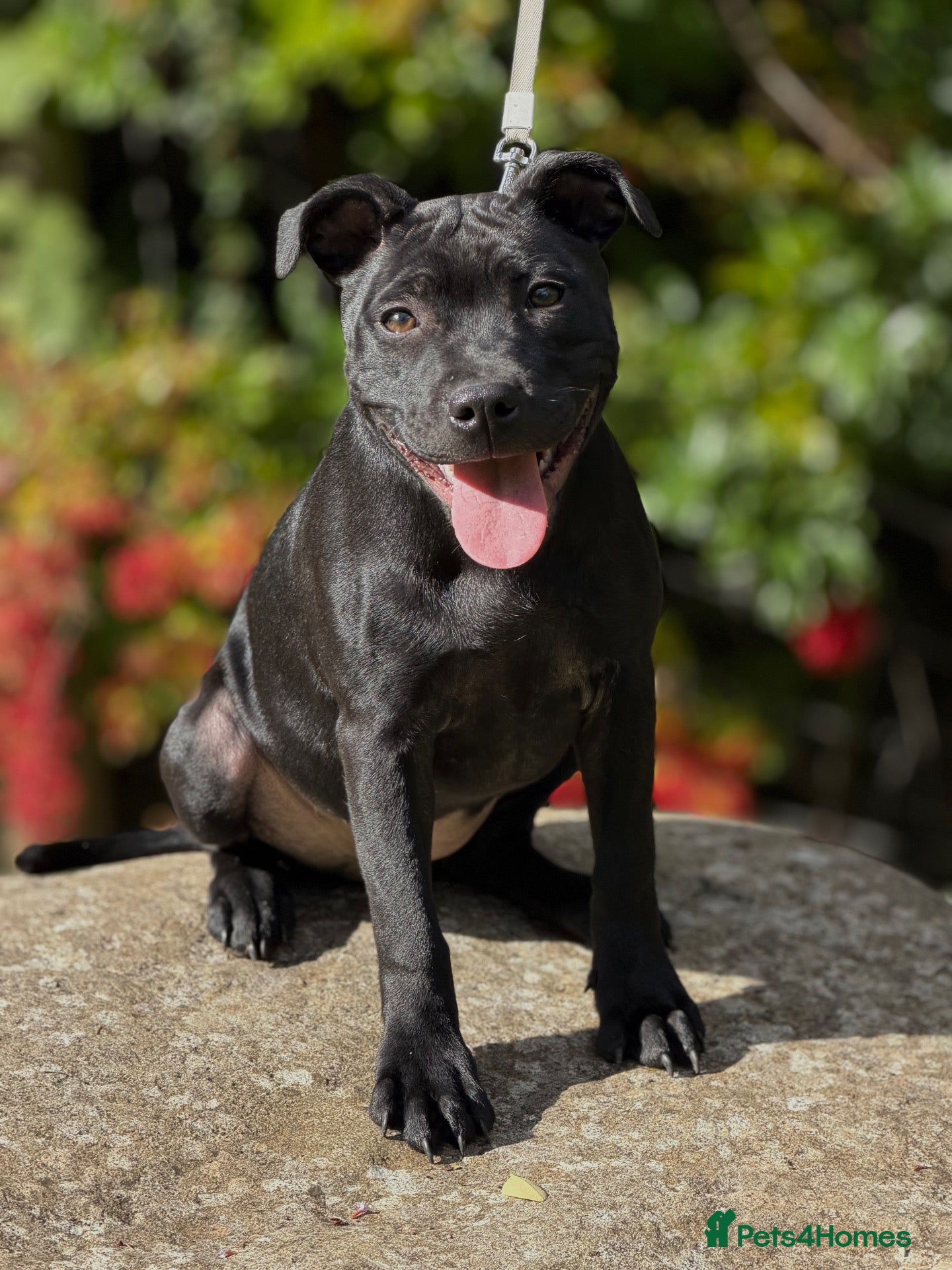 Staffordshire Bull Terrier dogs Health Tested KC Staffordshire Bull Terriers - Advert 1