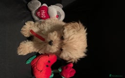 Poodle dogs for stud: Extensively Heath Tested Deep Red Tiny Toy Poodle in Mansfield - Image 19