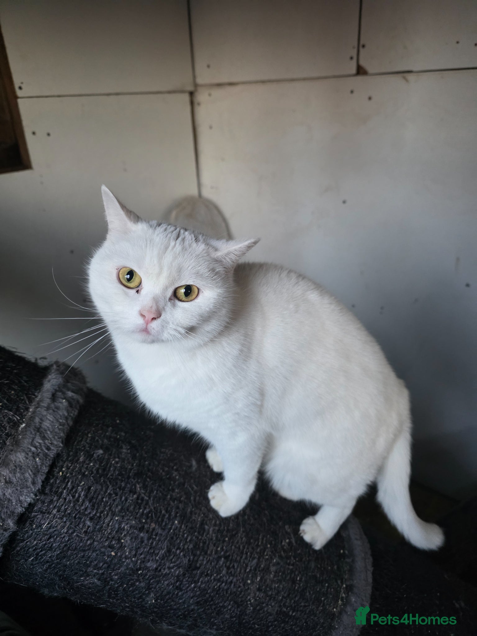 British Shorthair cats White pedigree British shorthair - Advert 1