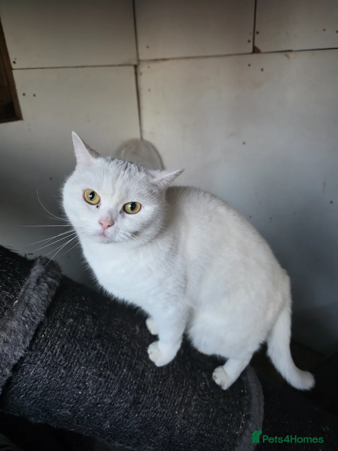 British Shorthair cats for sale: White pedigree British shorthair - Advert 1