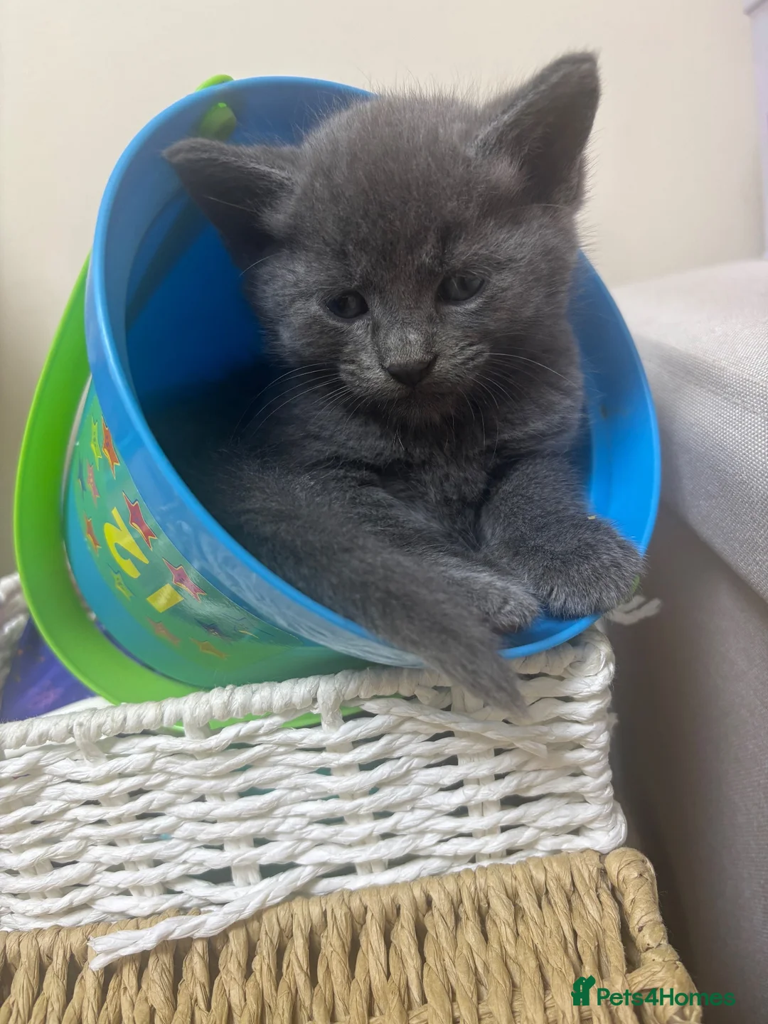 Mixed Breed cats for sale: Beautiful grey 1/4 Maine coon kitten  - Advert 5