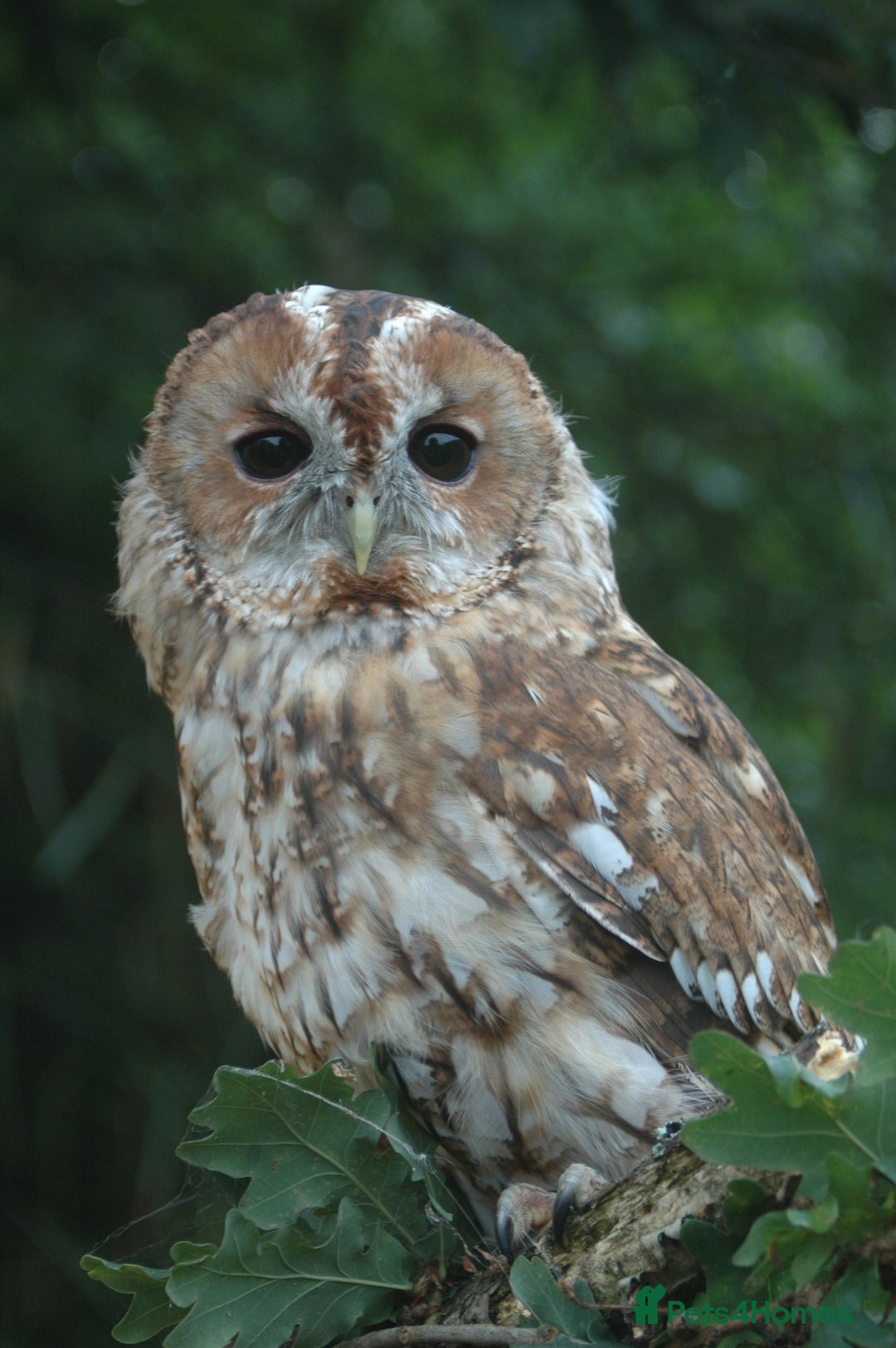 Gallery Image {{count}}