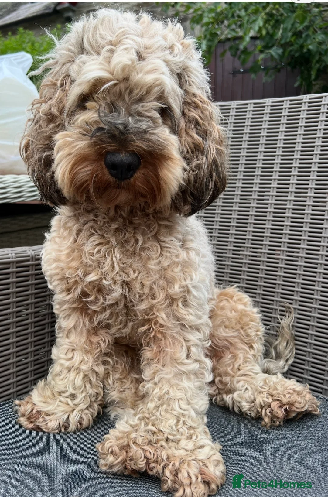 Cockapoo dogs for sale: Cockapoo F1b Puppies  - Advert 2