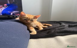 Domestic Shorthair cats for sale: 15 week old Kitten - Image 2