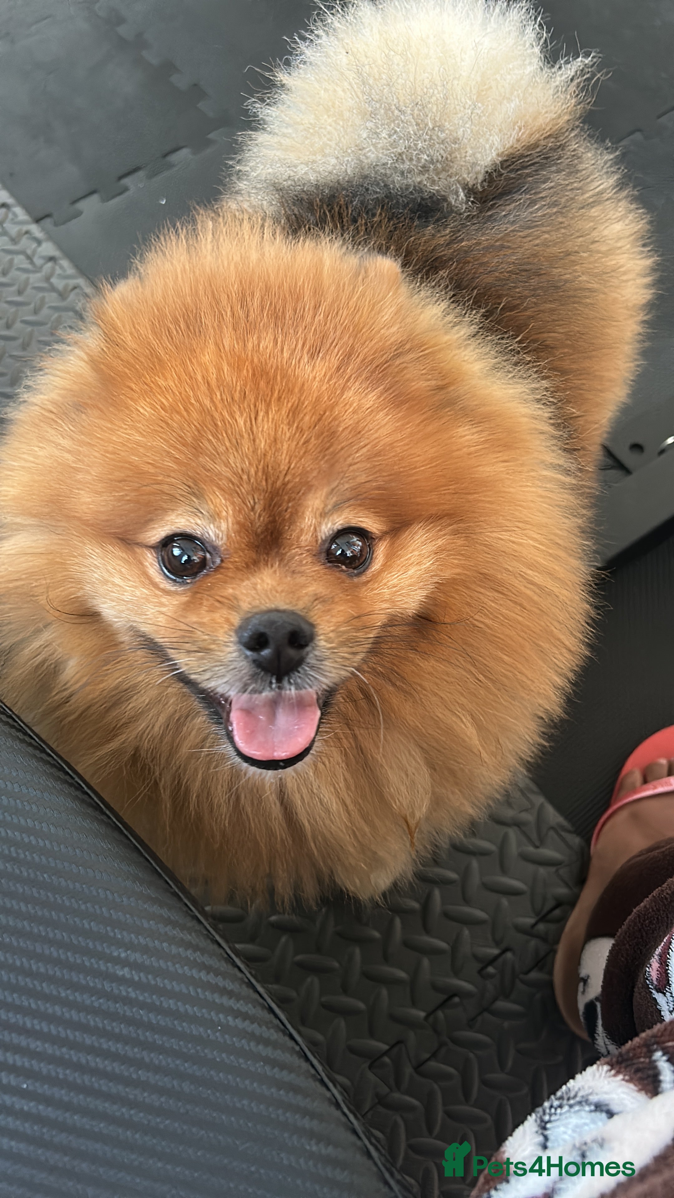 Pomeranian dogs Bolota in London - Advert 1