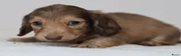 Miniature Dachshund dogs for sale: 5*Licensed+CREAM+LONGHAIR+Kc+PRACLEAR+VetChecked - Advert 5