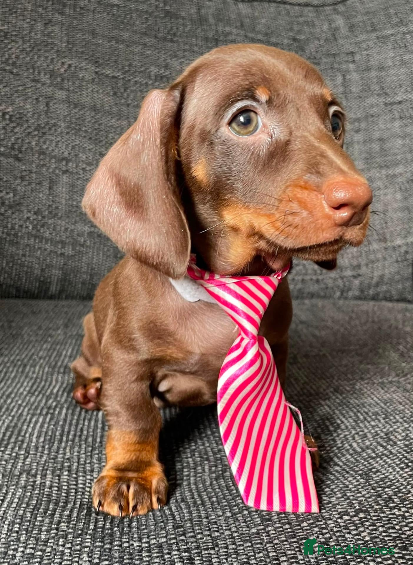Dachshund dogs for sale: Male puppy now available  - Advert 10