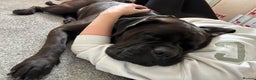 Cane Corso dogs for sale: Cane Corse Puppies - Advert 12