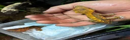 Gecko reptiles for sale: Baby Crested Geckos in Plymouth - Advert 3